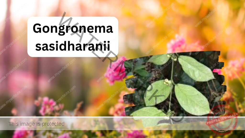 Gongronema sasidharanii